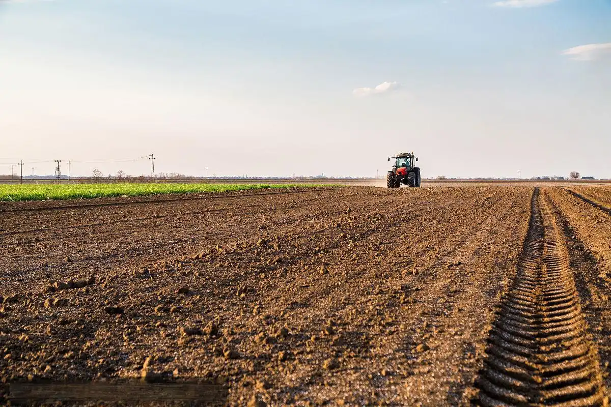 How does SOP Fertilizer Improve Fruit Quality and Yield?