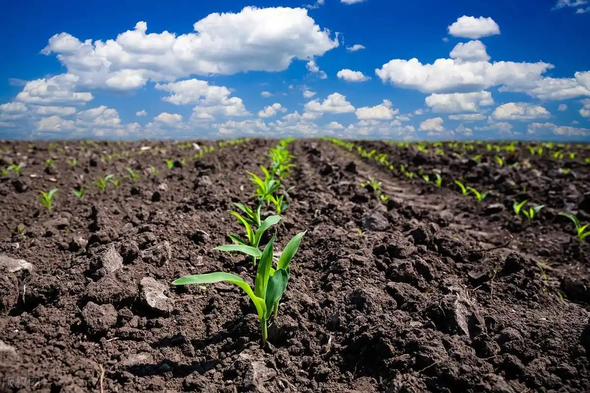 How Does Organic Potassium Sulfate Help Plants Grow?