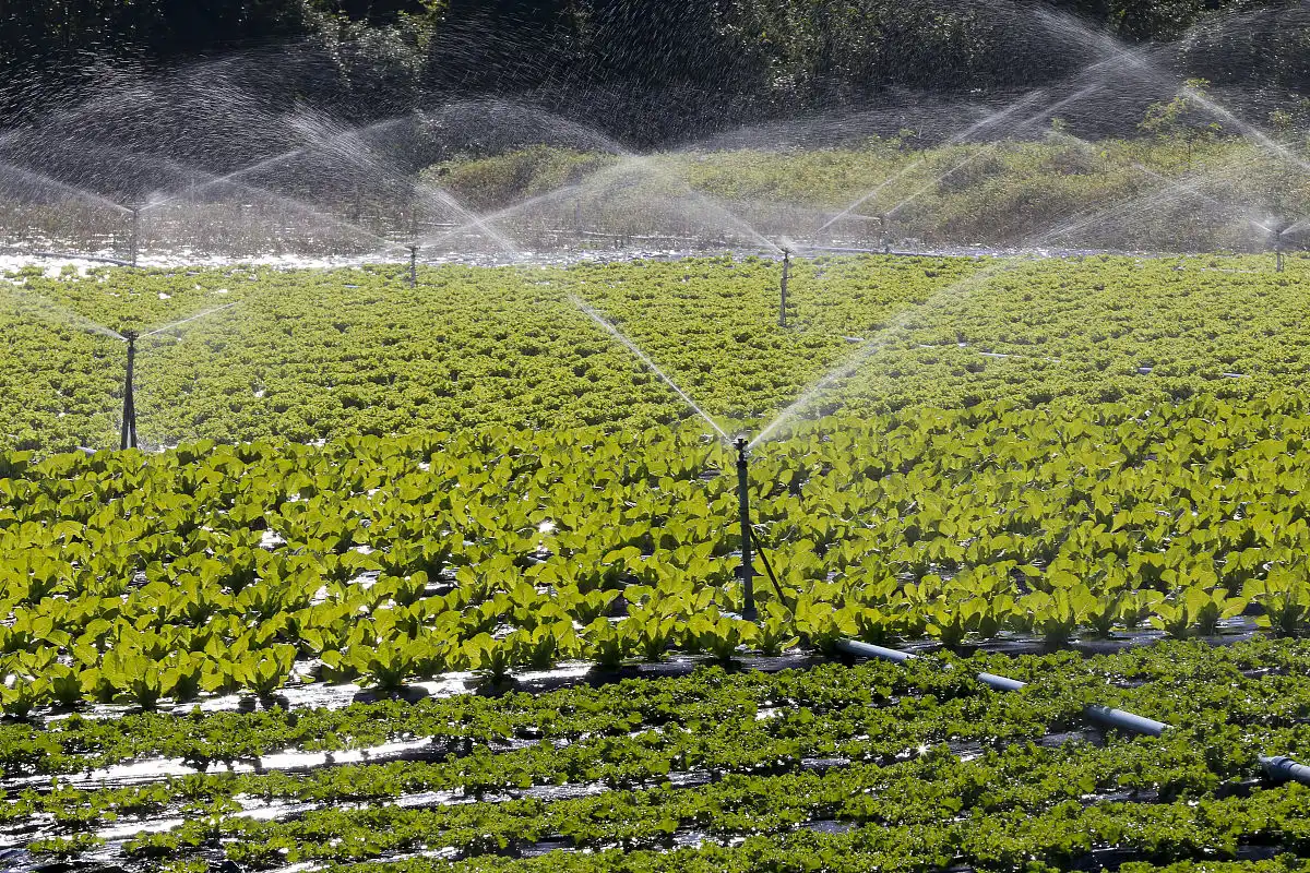 Is Potassium Magnesium Sulfate Fertilizer Soluble in Water?