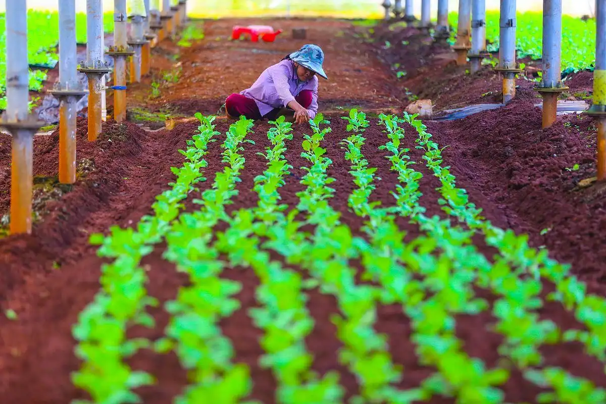 Is Potassium Sulfate Organic Fertilizer Certified Organic?