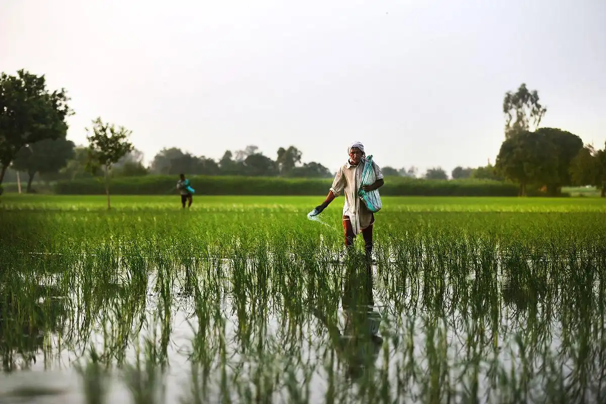 How Much Potassium Magnesium Sulfate Fertilizer Should Be Used Per Acre?