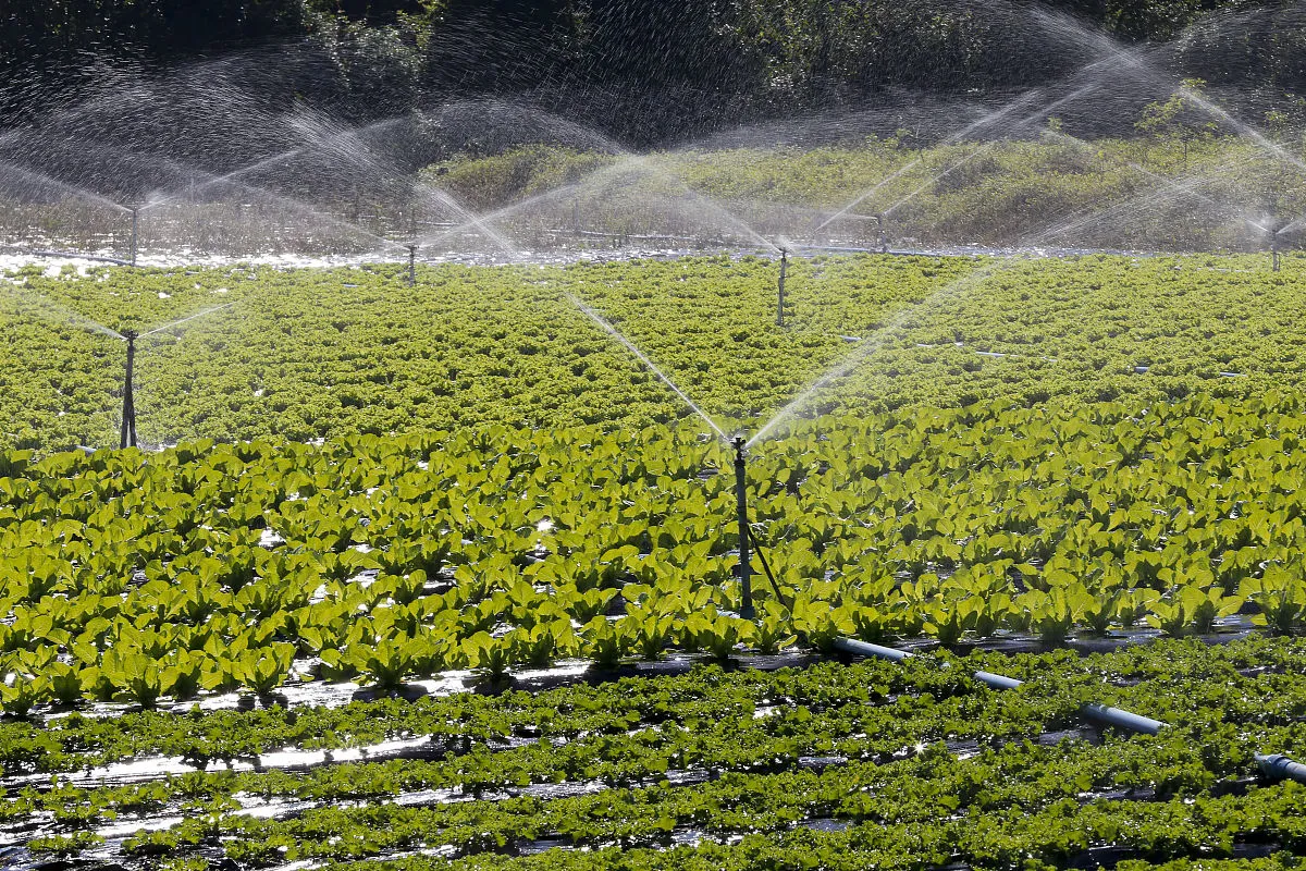 How Much Potassium Magnesium Sulfate Fertilizer Should Be Used Per Acre?