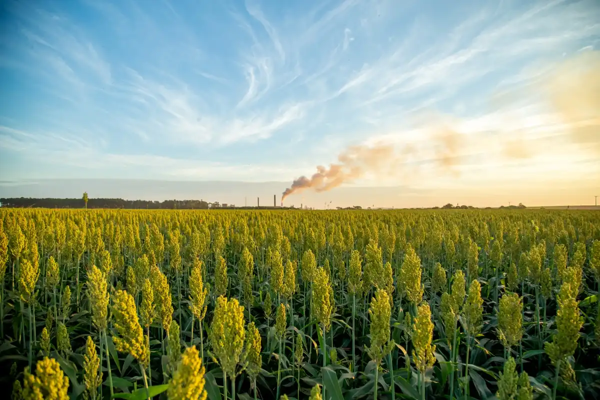 How Often Should Solid Potassium Sulfate Fertilizer Be Applied？
