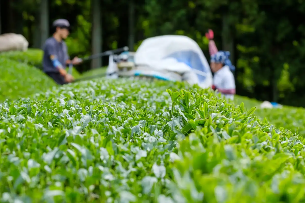 Is Organic Potassium Sulfate Fertilizer Safe for Plants？