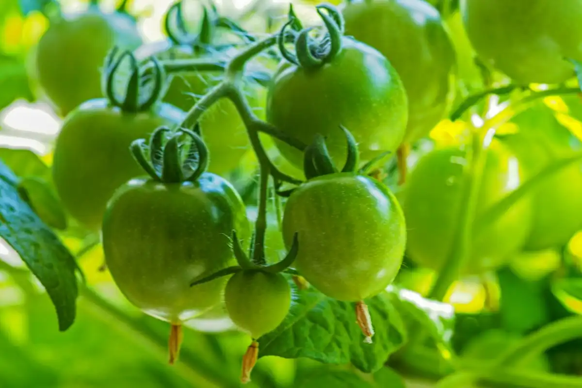 Is SOP Soluble Suitable for all Types of Soil?