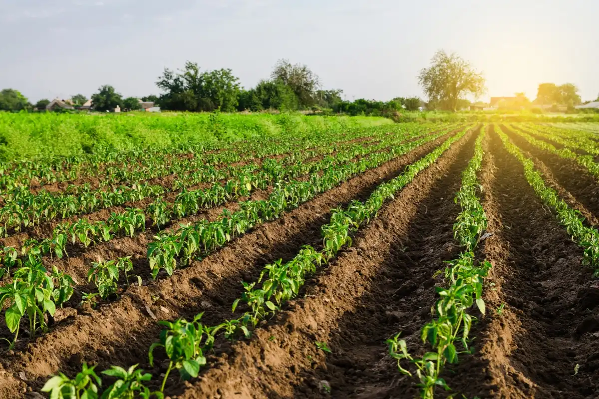 What is Potassium Magnesium Sulfate Fertilizer?