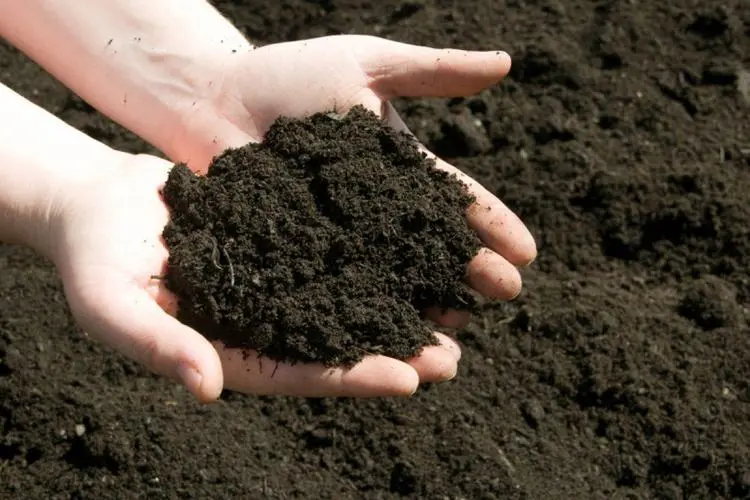 How Does Premium Grade SOP Affect Plant Growth and Yield?